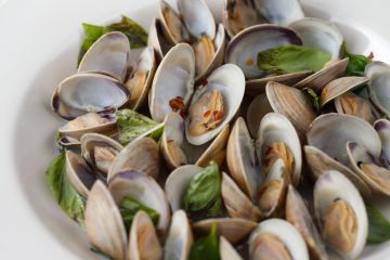 Live Littleneck Clams